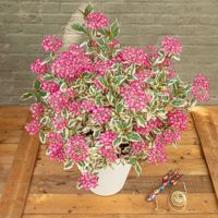 Euphoria