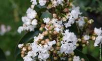 Enduring White