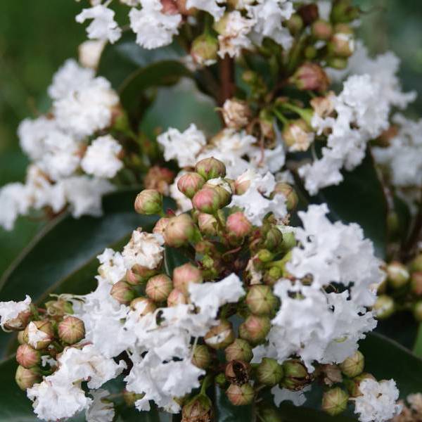Enduring White