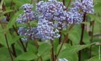Bleue