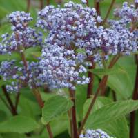 Bleue