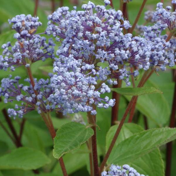 Bleue