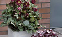 HGC® Ice N' Roses® Barolo
