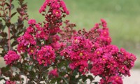 Fuchsia d'Été