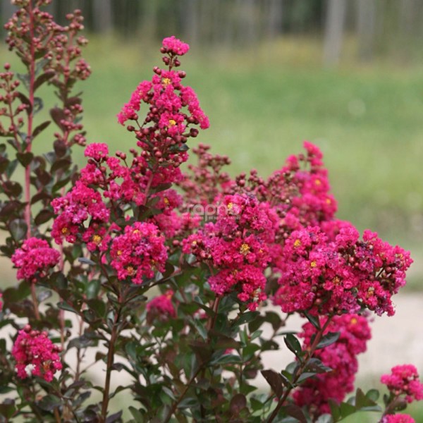 Lagerstroemia indica (Лагерстремія індійська)