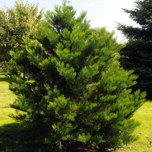 Sequoiadendron giganteum (Секвоядендрон гігантський)