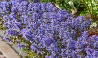 Feathered Friends 'Noble Nightingale'