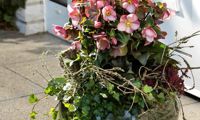 HGC® Ice N' Roses® Early Rose