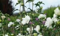 French Cabaret® White