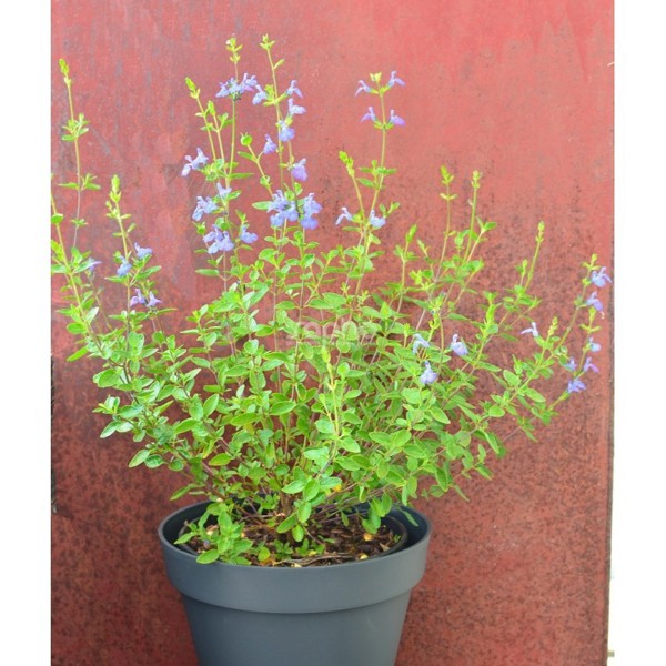 Salvia farinacea (Шавлія борошниста)