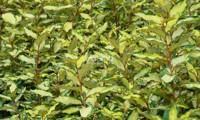 Maryline®