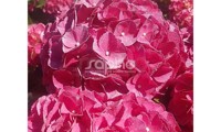 Red Ever Belles®