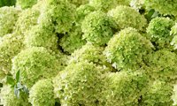 Groundbreaker® Greeny