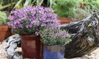 Garden Beauty Purple