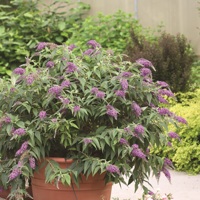 Purple Chip
