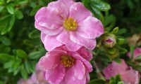 Double Punch® Pink