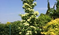 Flower Tower