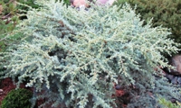 Saphire Nymph