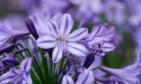 Everpanthus Poppin' Star