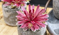 Chick Charms Lotus Blossom