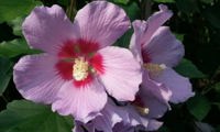 Eternal Flower Pink