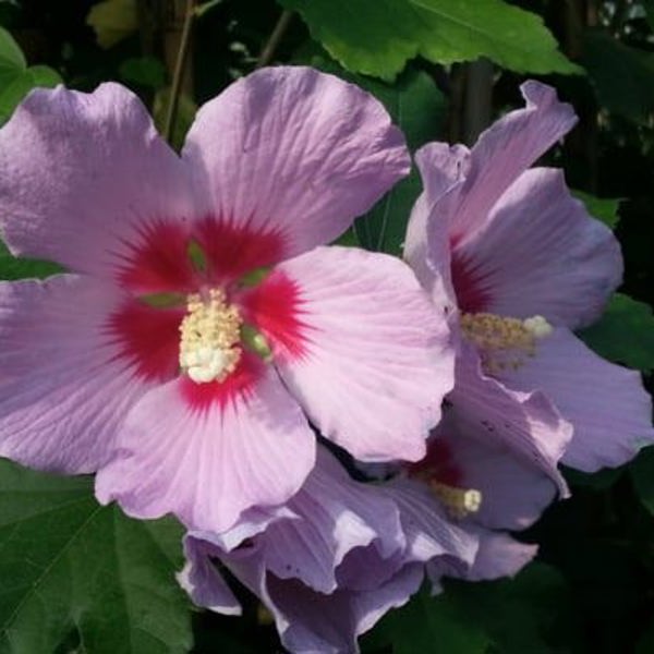 Eternal Flower Pink