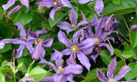 Saphyra® Estrella