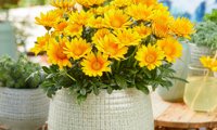 Suncarpet