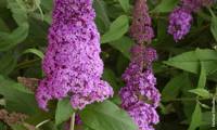 Reve De Papillon Pink
