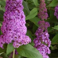 Reve De Papillon Pink