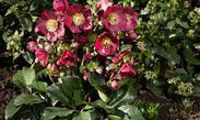 HGC® Ice N' Roses® Bennotta