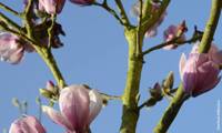 Festirose