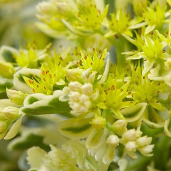 Sedum × (Очиток гібридний)
