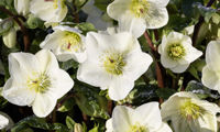 HGC® Ice N' Roses® White