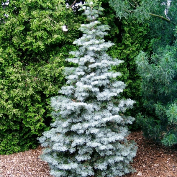 Abies concolor (Ялиця одноколірна)