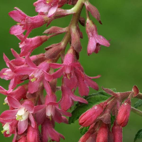 Ribes sanguineum (Смородина криваво-червона)