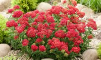 Color Burst Red