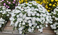 Sun Diamonds White