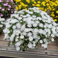 Sun Diamonds White