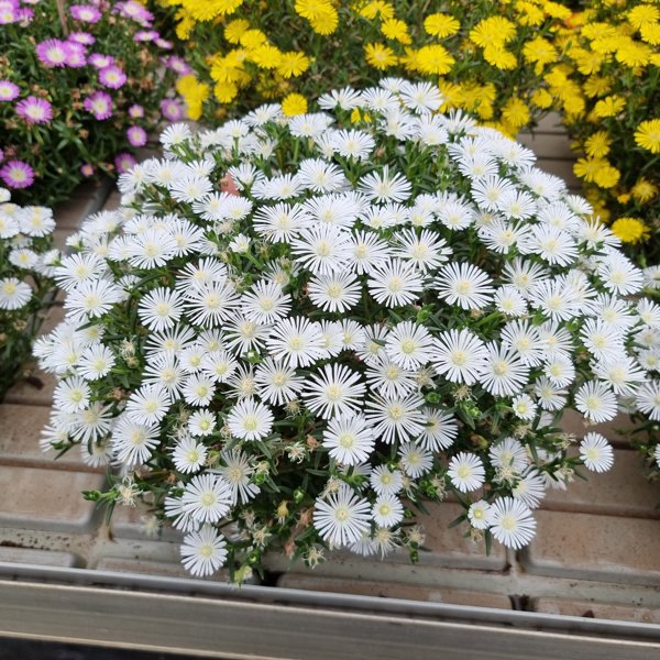 Sun Diamonds White