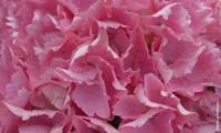 Big Data Pink