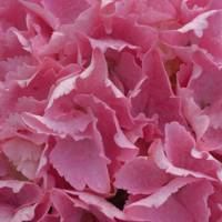 Big Data Pink