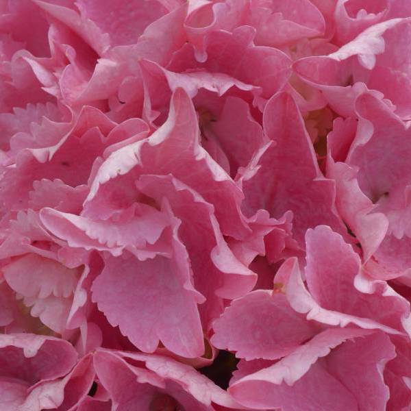 Big Data Pink