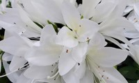 Steren® White