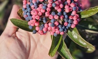 Berry Up!