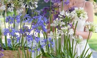 Everpanthus Ever White