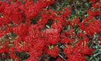 Saphyr® Rouge