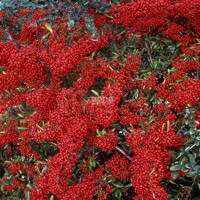 Saphyr® Rouge