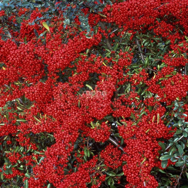 Saphyr® Rouge