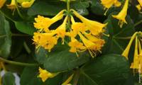 Golden Trumpet